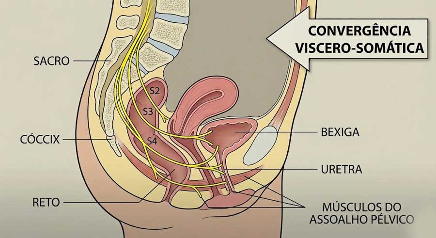 Diagrama da inervação pélvica feminina mostrando as raízes nervosas S2-S4 conectando uretra, bexiga e assoalho pélvico, ilustrando a dor referida.